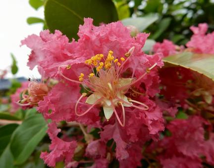 【花の写真】ピンクの百日紅 【花の写真】ピンクの百日紅 サルスベリ,百日紅,植物の写真素材