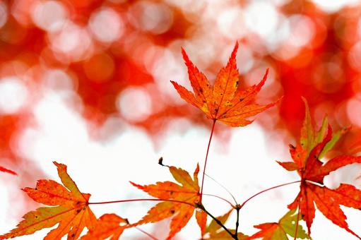 紅葉したイロハモミジの葉 イロハモミジ,紅葉樹,きれいの写真素材