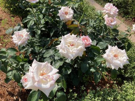 バラ バラ バラ,ローズ,花びらの写真素材