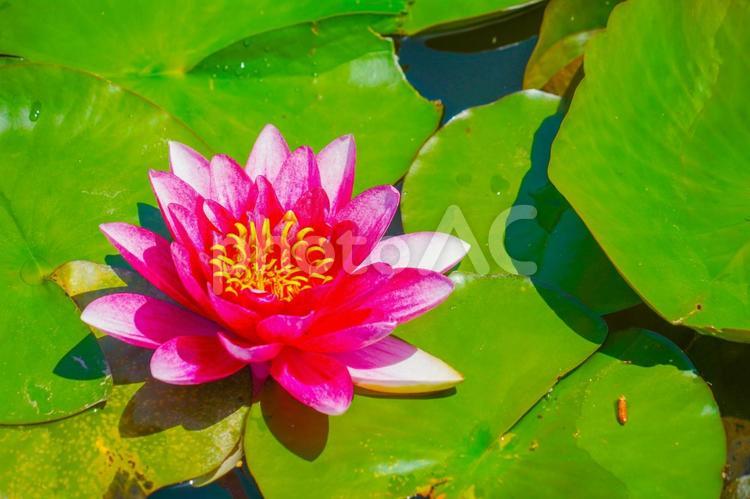 水辺の睡蓮の花 睡蓮,花,ピンクの写真素材