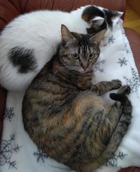 ハチワレ&キジ猫 背もたれ ハチワレ&キジ猫 背もたれの写真