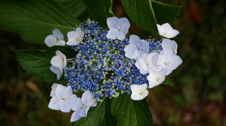 ほんのりと薄化粧する白い紫陽花 あじさい,初夏,白の写真素材