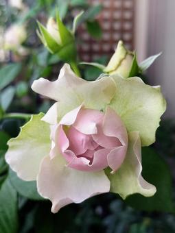 ベランダのバラ・コフレ ベランダのバラ・コフレ バラ,薔薇,コフレの写真素材