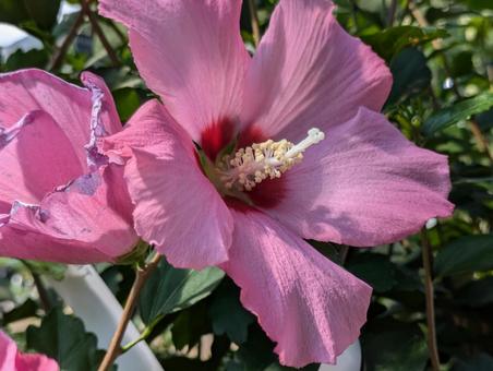 Rose of Sharon flower, JPG Rose of Sharon flower, JPG
