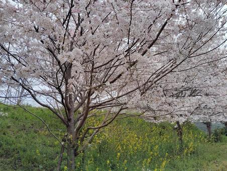 桜並木 桜,花,春の写真素材