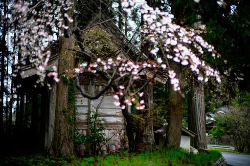 桜と古い建物 桜,佐渡島,佐渡ヶ島の写真素材