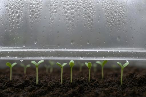 ビニール下の新芽 ビニール下の新芽の写真