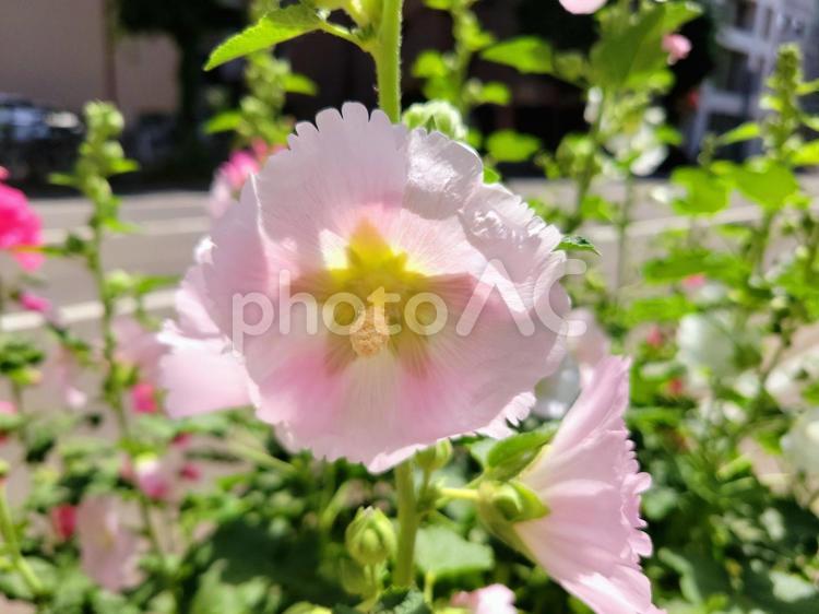タチアオイの花　薄ピンク タチアオイ,花,植物の写真素材