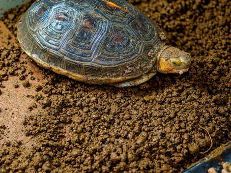 Photo, chinese box turtle, box turtle, turtle, 
