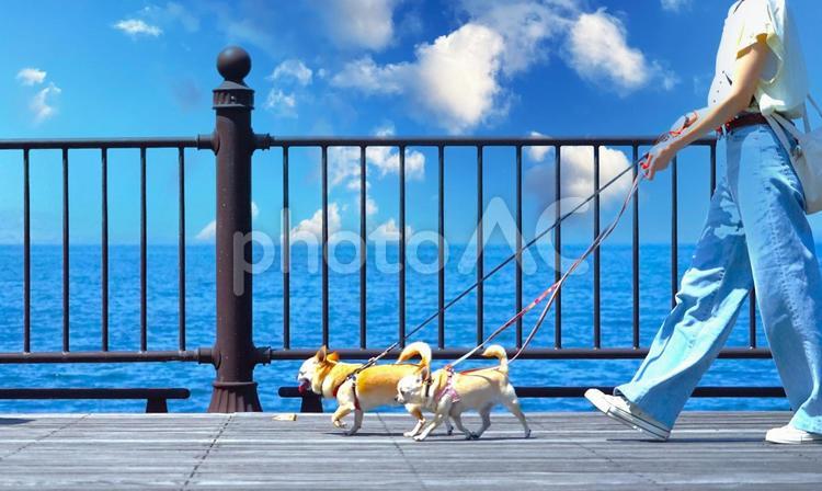犬の散歩inオーシャンビュー（夏空） 犬,海,人の写真素材