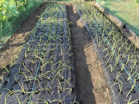 玉ねぎの定植 玉ねぎ,栽培,定植の写真素材