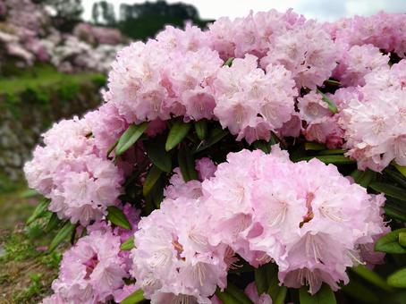 春の花 シャクナゲ(石楠花、石南花)② 春の花 シャクナゲ(石楠花、石南花)② ピンク,花,フラワーの写真素材