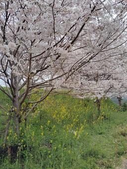 桜並木 桜,ピンク,黄色の写真素材