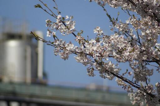 桜 桜の写真