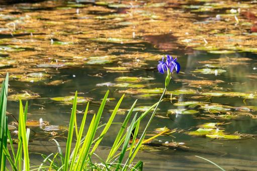 秋の有備館⑽ 秋,アヤメ,一輪の写真素材