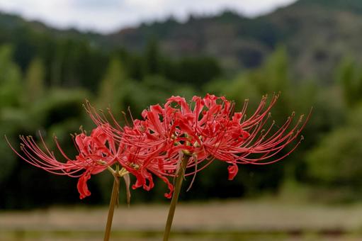 彼岸花 彼岸花 ひが,ヒガンバナ,曼珠沙華の写真素材