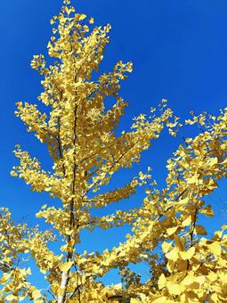 青空に映えるイチョウの木 空,イチョウ,黄葉の写真素材