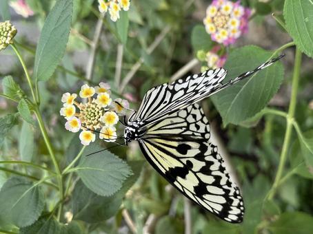 オオゴマダラ3 オオゴマダラ3 オオゴマダラ,チョウ,蝶の写真素材