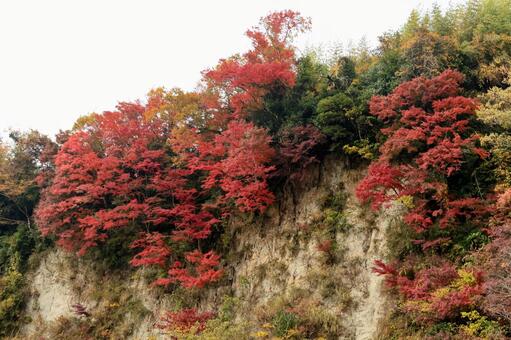 もみじロード もみじロード,紅葉,絶景の写真素材