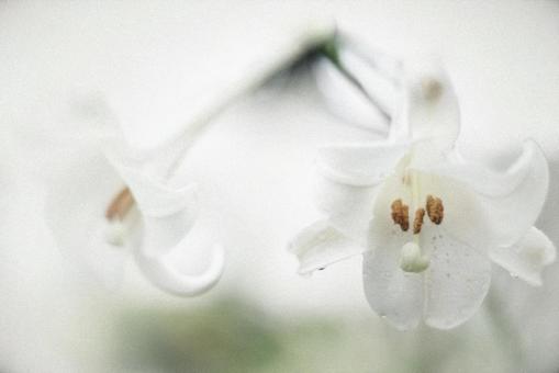 百合 百合の写真