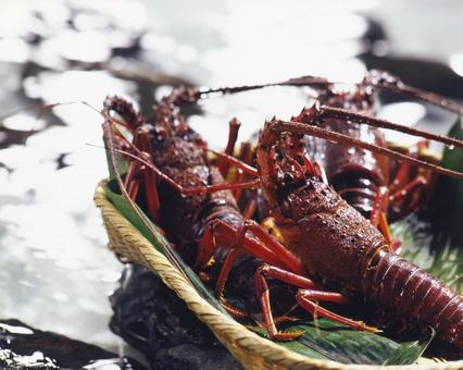 伊勢エビ 集合 伊勢エビ 集合 伊勢エビ,伊勢海老,海老の写真素材
