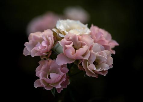 バラ バラ,花,ピンクの写真素材