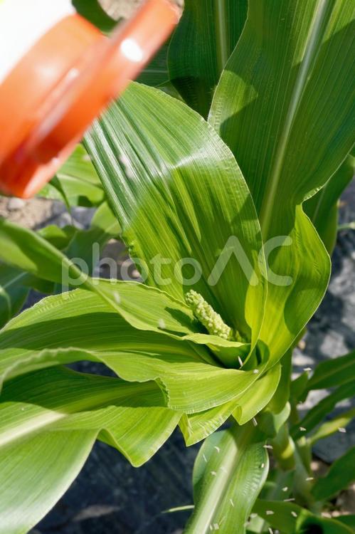 トウモロコシの薬剤散布03 トウモロコシ,雄穂,雄花の写真素材
