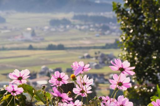 山間の町並みを望む光に透けるコスモス コスモス,秋桜,花の写真素材