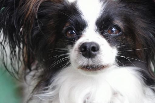 犬 パピヨン 犬 パピヨンの写真