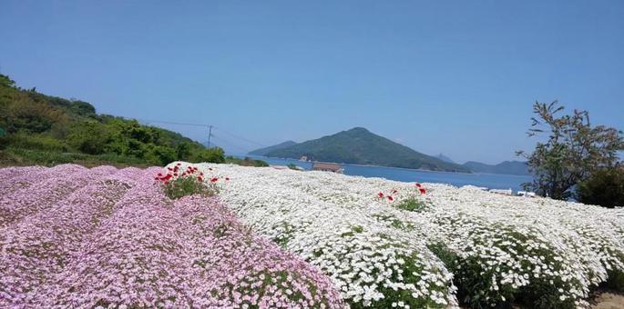 山と花畑 山と花畑の写真