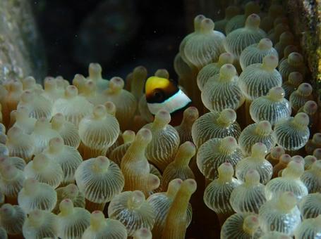 クマノミの幼魚 クマノミの幼魚の写真