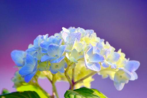 庭先の紫陽花 庭先の紫陽花の写真