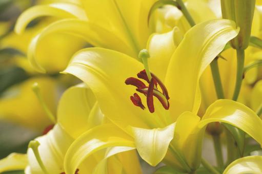 ユリの花 ユリの花の写真