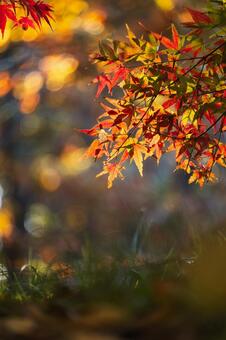 逆光の玉ボケに浮かび上がる鮮やかなカエデ 紅葉,モミジ,カエデの写真素材