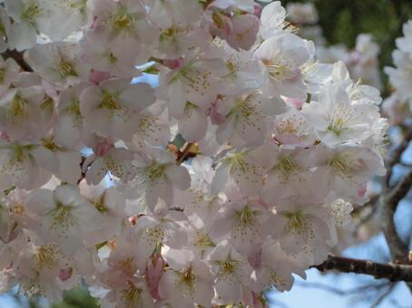 ネハンザクラの写真