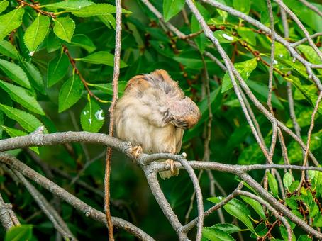 枝にとまるスズメ 枝にとまるスズメ スズメ,雀,鳥の写真素材