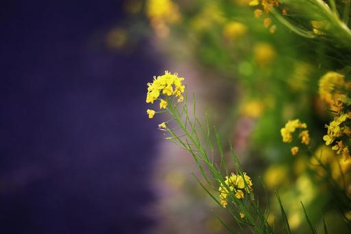 Beautiful rape blossoms in spring, JPG