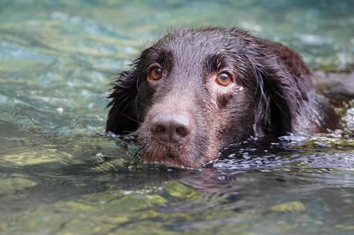 Photo, dog, large dog, retriever, 