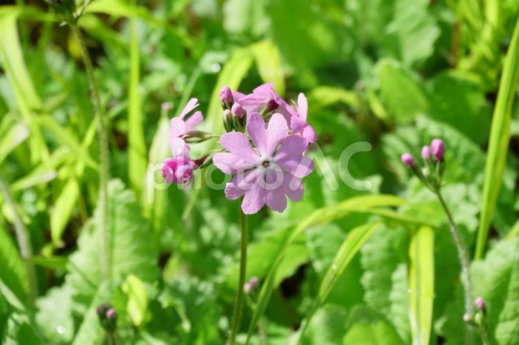 ピンクのサクラソウの花　山野草 サクラソウ,サクラソウの花,山野草の写真素材