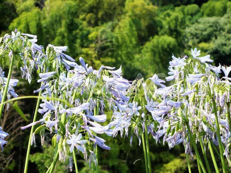 緑の中の水色の花　アガパンサス 水色の花,青い花,ブルーの写真素材