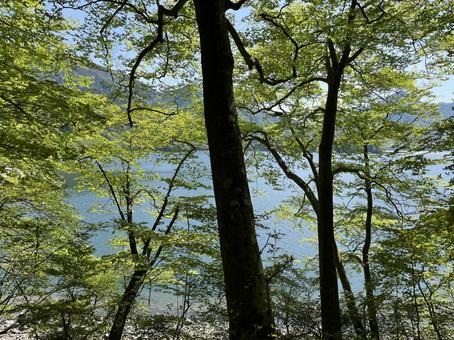 中禅寺湖 湖畔2 中禅寺湖 湖畔2の写真