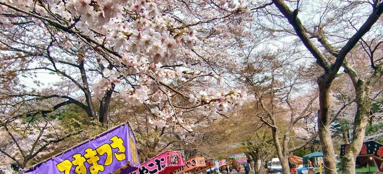清水公園の桜-61 清水公園の桜-61の写真