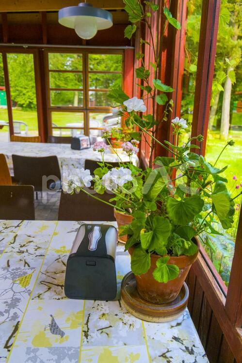 デンマークのゼラニウム ゼラニウム,花,ガーデニングの写真素材