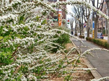 ユキヤナギの歩道 ユキヤナギの歩道 ユキヤナギ,枝,枝先の写真素材