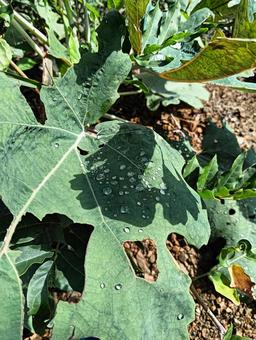 水滴 水滴 水滴,雫,水の写真素材