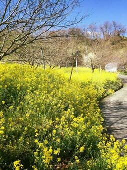 菜の花 菜の花の写真