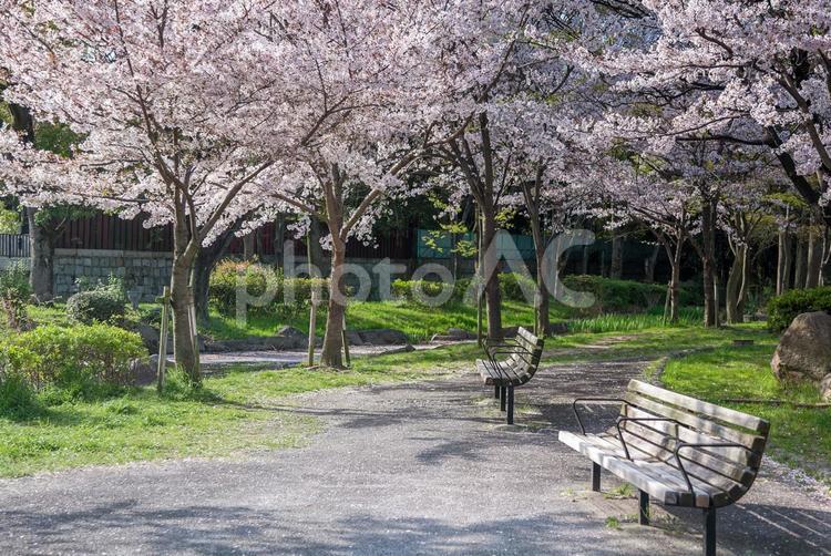 早朝の大川沿いの桜/05 桜,ソメイヨシノ,大阪の写真素材