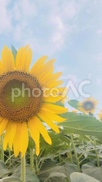 ひまわり ひまわり,夏,ヒマワリ畑の写真素材