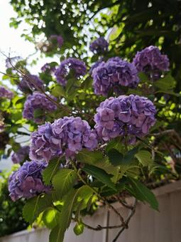 光差す紫陽花の群れ 紫陽花,あじさい,ハイドランジアの写真素材