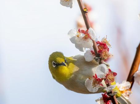 梅の花とメジロ・ウメジロー 梅の花とメジロ・ウメジローの写真